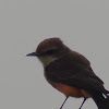 vermillion flycatcher