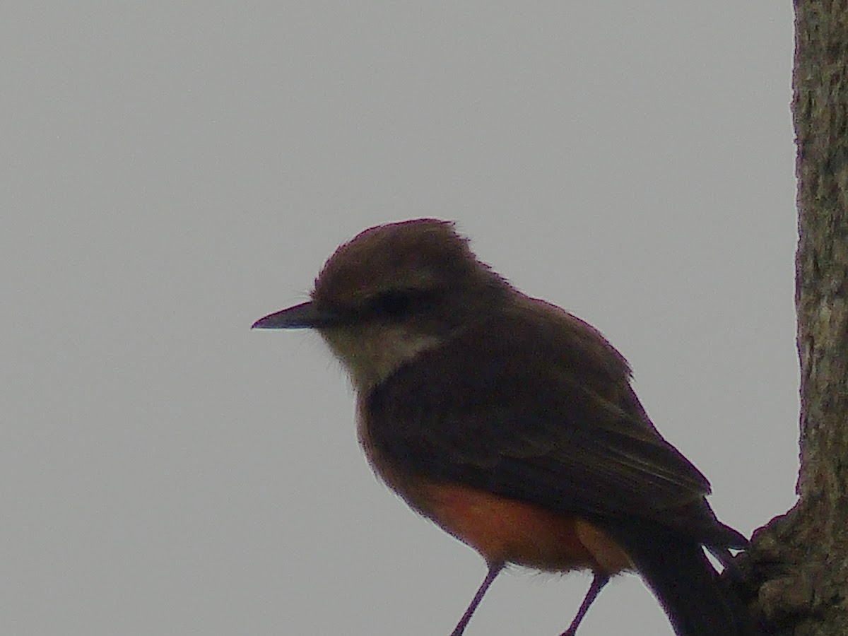 vermillion flycatcher