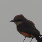 vermillion flycatcher