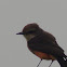 vermillion flycatcher