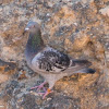 Feral Pigeon; Rock Dove