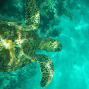 Green Sea Turtle