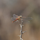 Red-veined darter