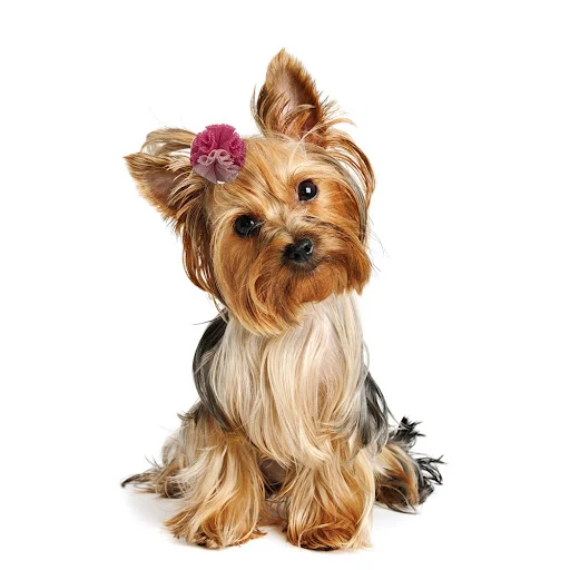 50/100PCS New Pet Dog Hair Bows Mesh Ball Bows Pet Hair Accessories Rubber Bands Pet Supplies Pet Dog Grooming Accessori