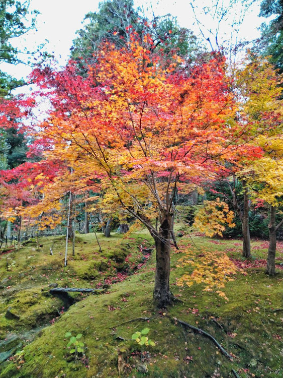 の投稿画像2枚目