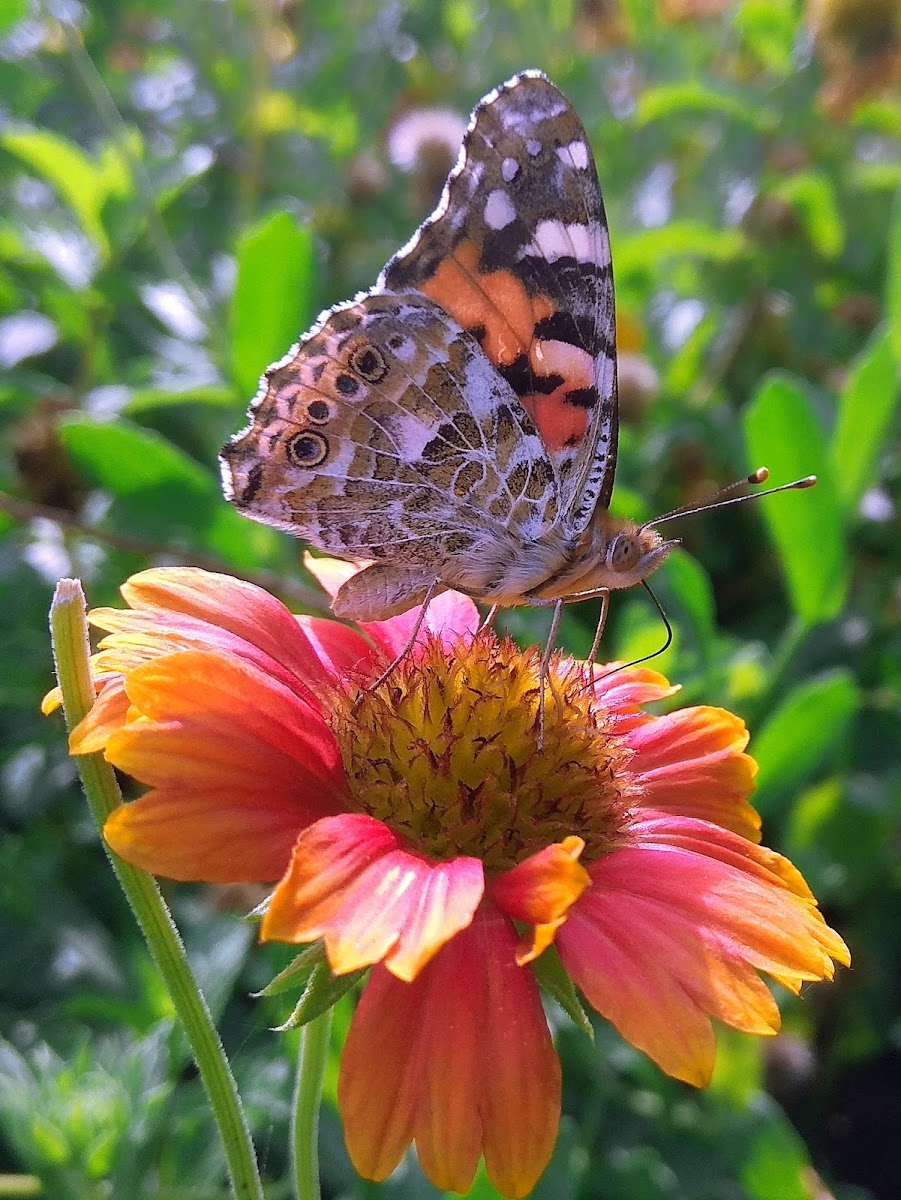 Painted lady