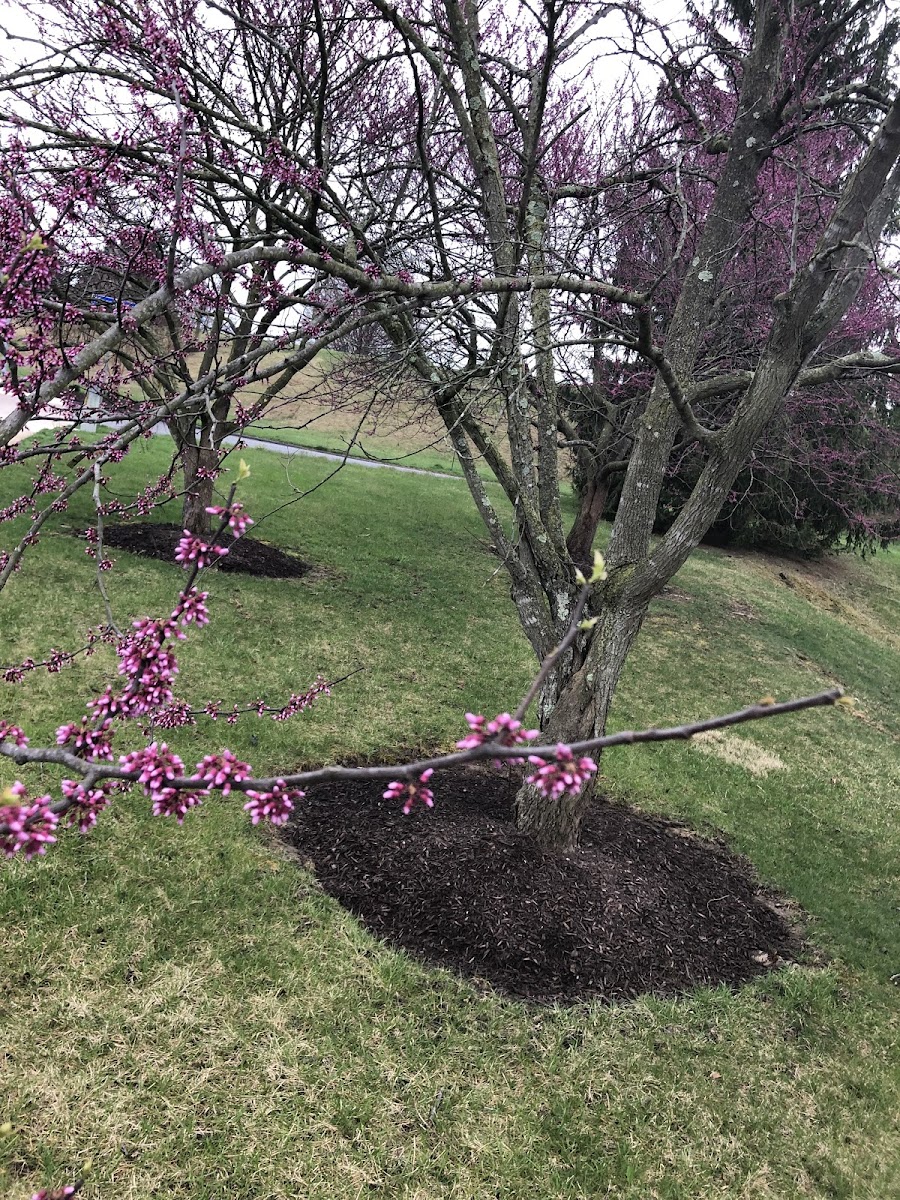 Eastern redbud