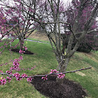 Eastern redbud