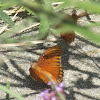 Gulf Fritillary