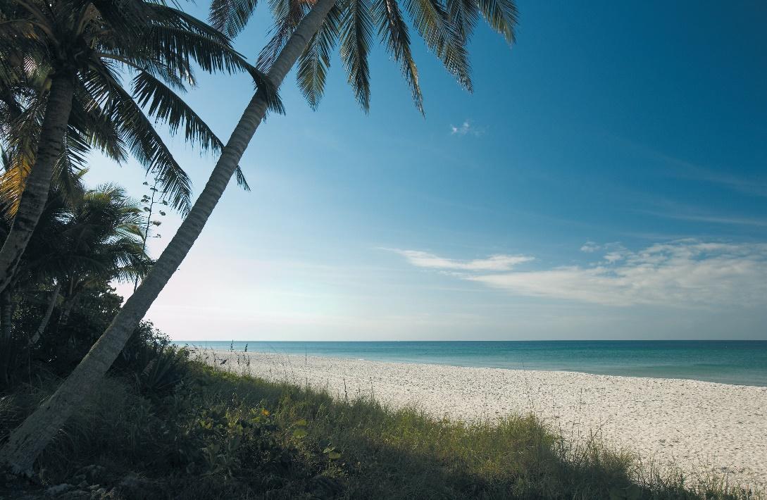 Naples Beach Palm Tree_cmyk_l.jpg