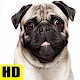 Download Pug Dog Wallpapers - 2019 For PC Windows and Mac 1.1