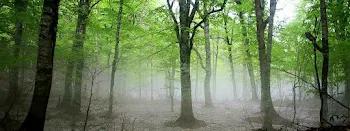「森の男の子」のメインビジュアル