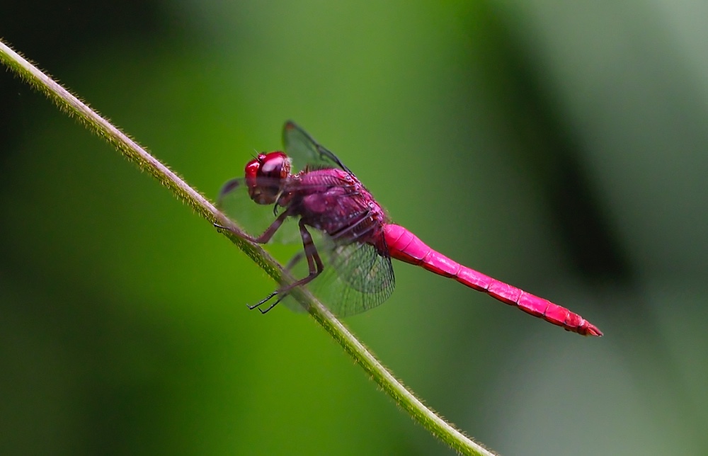 Libélula (carmine skimmer)