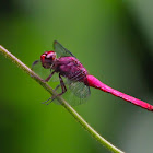 Libélula (carmine skimmer)