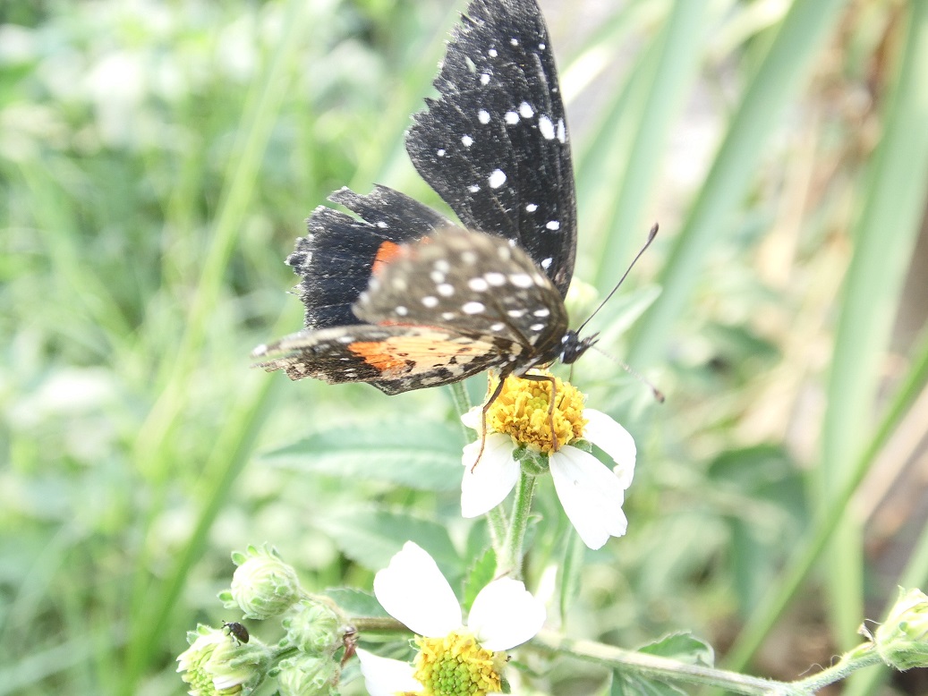 Crimson-patch Checkerspot