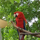 Scarlet Macaw