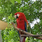 Scarlet Macaw