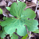 Bloodroot