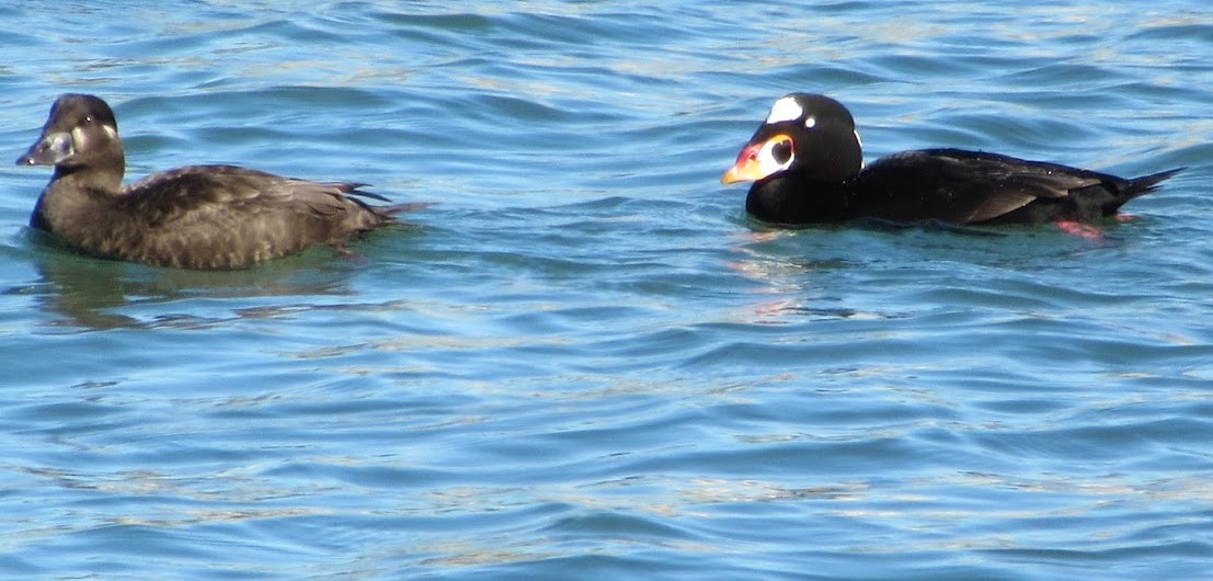 Surf Scoters