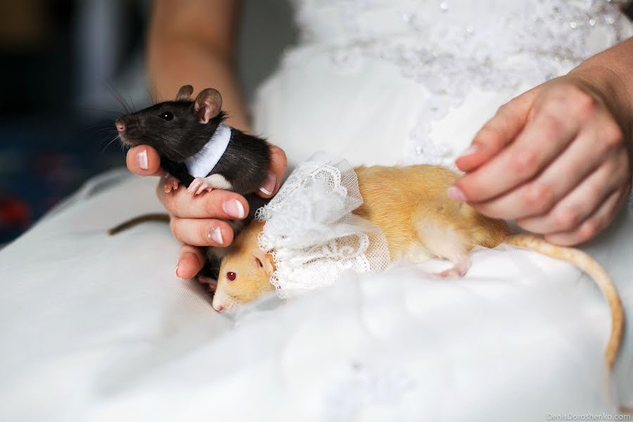 Fotógrafo de bodas Denis Doroshenko (tech). Foto del 22 de julio 2016