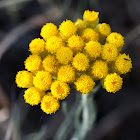 Common Tansy; Tanaceto