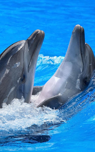 Dolphins Live Wallpaper66 - Última Versión Para Android - Descargar Apk