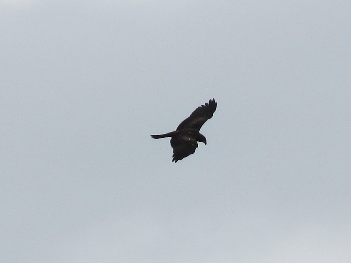 Black Kite