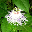 Passion flower