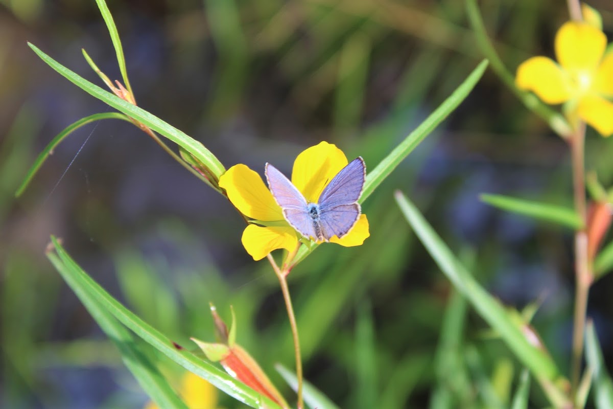 Lime Blue (Male, Wet Season Form)