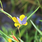 Lime Blue (Male, Wet Season Form)