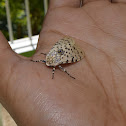 Giant Leopard Moth