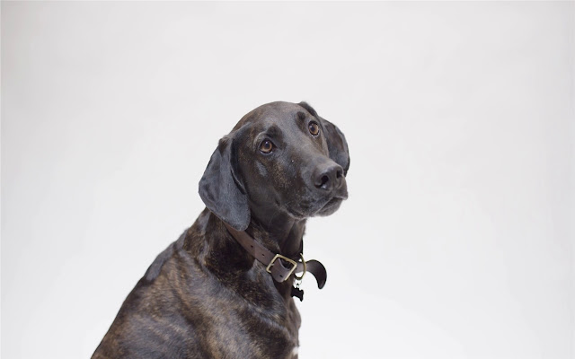 Plott Hound Themes & New Tab