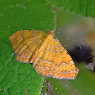 Yellow Shell