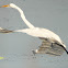 Great Egret