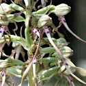 Lizard Orchid