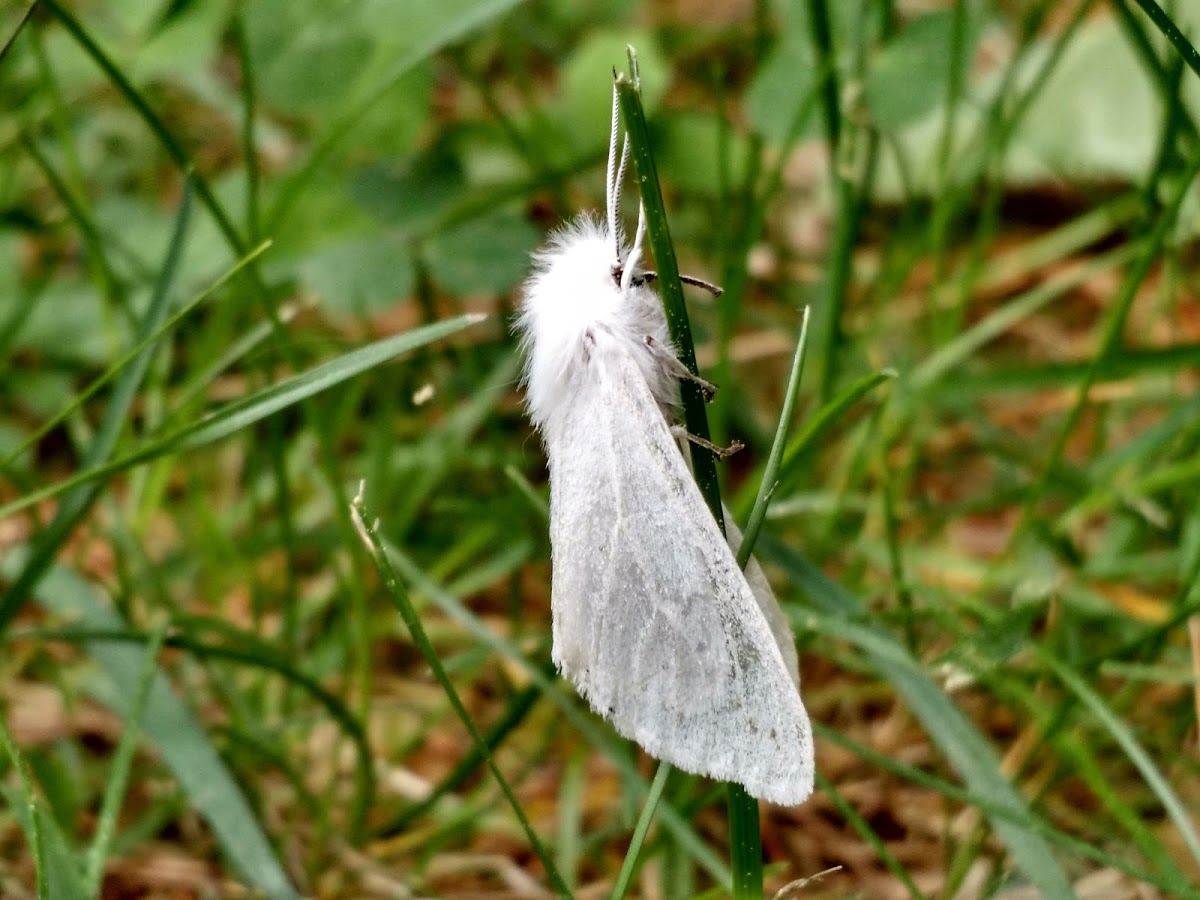 Pale Beauty