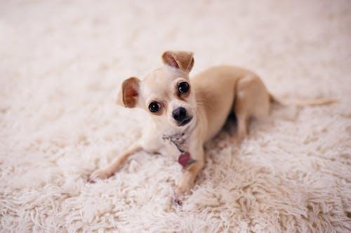 Ọfẹ Brown Chihuahua Puppy Ti o dubulẹ lori Fọto Iṣura Iṣura Brown