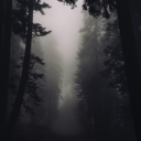 Mystic Black Forest
