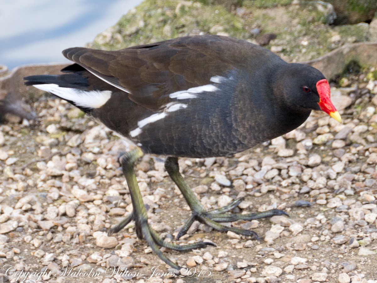 Moorhen