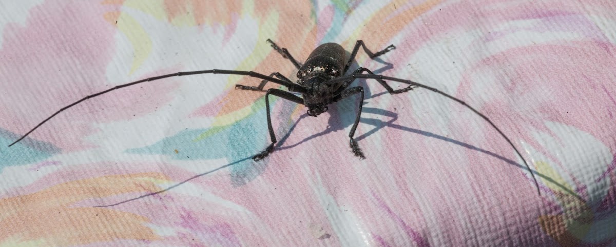 Longhorn beetle