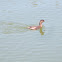 Pied-billed grebe