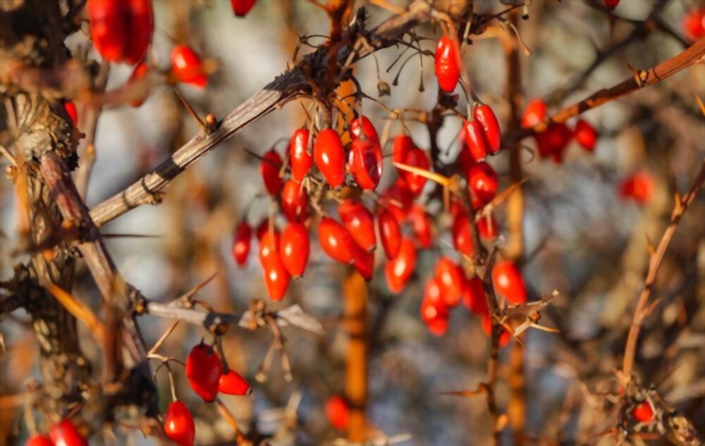 Berberine HCI