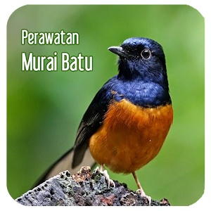 Perawatan Burung Murai Batu.apk 1.1