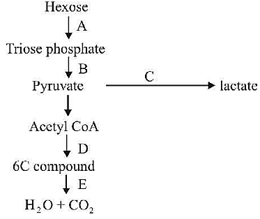 Kreb's cycle