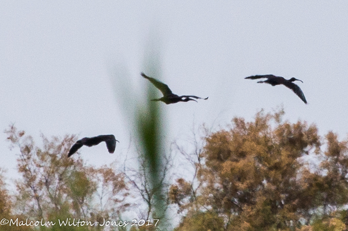 Glossy Ibis; Moríto