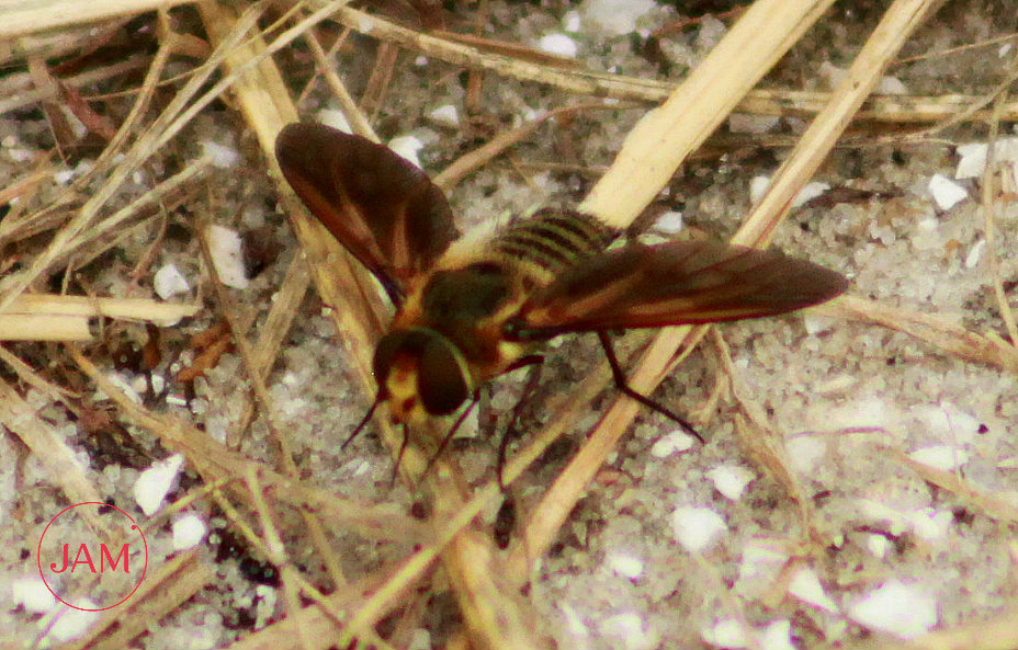 Light-bringing Bee Fly