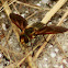 Light-bringing Bee Fly