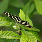 Zebra Longwing Butterfly