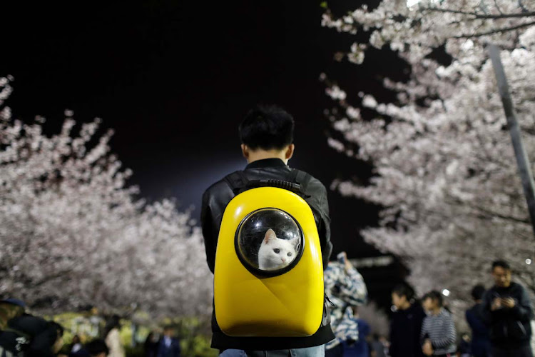 A man carries his pet cat as he walks under the cherry blossoms at Tongji University in Shanghai, China April 4, 2017.