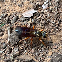 Great Golden Digger Wasp